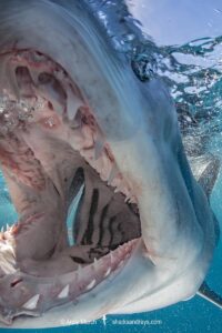 Shortfin Mako Shark, Isurus oxyrinchus. Aka blue pointer. Considered the fastest shark in the sea. Cabo San Lucas, Baja, Mexico, Eastern Pacific.