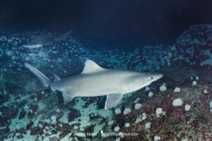 Smalltooth Sandtiger, Odontaspis ferox, Isla Malpelo, Columbia, Eastern Tropical Pacific Ocean.