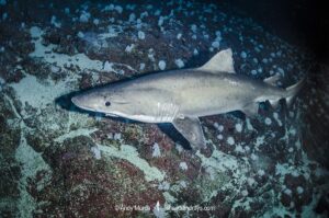 Smalltooth Sandtiger, Odontaspis ferox, Isla Malpelo, Columbia, Eastern Tropical Pacific Ocean.