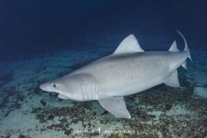 Smalltooth Sandtiger, Odontaspis ferox, Isla Malpelo, Columbia, Eastern Tropical Pacific Ocean.