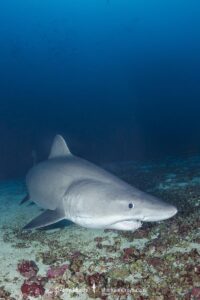 Smalltooth Sandtiger, Odontaspis ferox, Isla Malpelo, Columbia, Eastern Tropical Pacific Ocean.