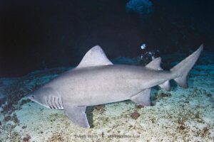 Smalltooth Sandtiger, Odontaspis ferox, Isla Malpelo, Columbia, Eastern Tropical Pacific Ocean.