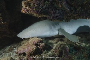 Tawny Nurse Shark, Nebrius ferrugineus. Fakarava Atoll, French Polynesia.