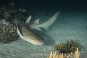 Tawny Nurse Shark, Nebrius ferrugineus. Fakarava Atoll, French Polynesia.