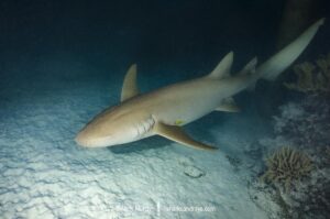 Tawny Nurse Shark, Nebrius ferrugineus. Fakarava Atoll, French Polynesia.