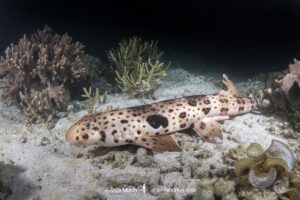 Triton Bay Epaulette Shark, Hemiscyllium henryi. Aka Henry’s epaulette shark. A bamboo shark endemic to Triton Bay in West Papua, Indonesia.