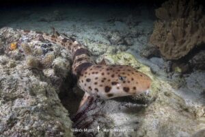 Triton Bay Epaulette Shark, Hemiscyllium henryi. Aka Henry’s epaulette shark. A bamboo shark endemic to Triton Bay in West Papua, Indonesia.