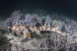 Triton Bay Epaulette Shark, Hemiscyllium henryi. Aka Henry’s epaulette shark. A bamboo shark endemic to Triton Bay in West Papua, Indonesia.