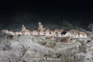 Triton Bay Epaulette Shark, Hemiscyllium henryi. Aka Henry’s epaulette shark. A bamboo shark endemic to Triton Bay in West Papua, Indonesia.