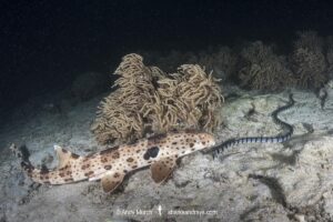 Triton Bay Epaulette Shark, Hemiscyllium henryi. Aka Henry’s epaulette shark. A bamboo shark endemic to Triton Bay in West Papua, Indonesia.