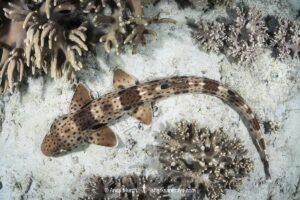 Triton Bay Epaulette Shark, Hemiscyllium henryi. Aka Henry’s epaulette shark. A bamboo shark endemic to Triton Bay in West Papua, Indonesia.