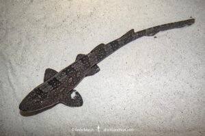 White Spotted Bamboo Shark (Chiloscyllium plagiosum) from south east Asia.