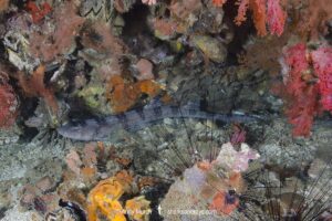White Spotted Bamboo Shark, Chiloscyllium plagiosum, Visayan Sea, Gato Island, Malapascua, Philippines.