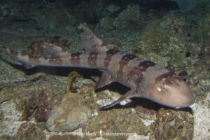 Whitespotted Bamboo Shark, Chiloscyllium plagiosum, Indo West Pacific Region.