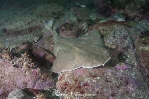 Angular Angelshark, Squatina guggenheim. Aka hidden angelshark and spiny angel shark. Mar Del Plata, Argentina, Southwest Atlantic Ocean.