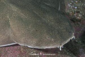 Angular Angelshark, Squatina guggenheim. Aka hidden angelshark and spiny angel shark. Mar Del Plata, Argentina, Southwest Atlantic Ocean.