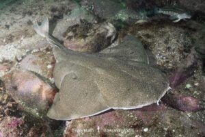 Angular Angelshark, Squatina guggenheim. Aka hidden angelshark and spiny angel shark. Mar Del Plata, Argentina, Southwest Atlantic Ocean.
