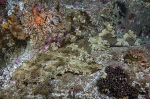 Banded Wobbegong Shark (Orectolobus halei). Originally thought to be the adult form of the Ornate Wobbegong (Orectolobus ornatus). Fish Rock, South West Rocks, New South Wales, Australia.