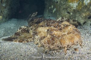 Banded Wobbegong Shark (Orectolobus halei). Originally thought to be the adult form of the Ornate Wobbegong (Orectolobus ornatus). Fish Rock, South West Rocks, New South Wales, Australia.