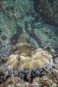 Banded Wobbegong Shark (Orectolobus halei). Originally thought to be the adult form of the Ornate Wobbegong (Orectolobus ornatus). Fish Rock, South West Rocks, New South Wales, Australia.