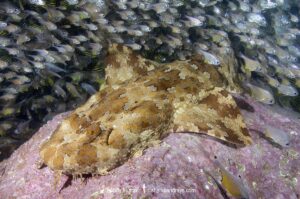 Banded Wobbegong Shark (Orectolobus halei). Originally thought to be the adult form of the Ornate Wobbegong (Orectolobus ornatus). Fish Rock, South West Rocks, New South Wales, Australia.