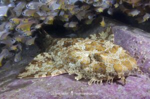 Banded Wobbegong Shark (Orectolobus halei). Originally thought to be the adult form of the Ornate Wobbegong (Orectolobus ornatus). Fish Rock, South West Rocks, New South Wales, Australia.