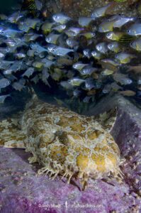 Banded Wobbegong Shark (Orectolobus halei). Originally thought to be the adult form of the Ornate Wobbegong (Orectolobus ornatus). Fish Rock, South West Rocks, New South Wales, Australia.