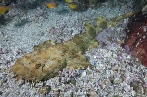 Banded Wobbegong Shark (Orectolobus halei). Originally thought to be the adult form of the Ornate Wobbegong (Orectolobus ornatus). Fish Rock, South West Rocks, New South Wales, Australia.