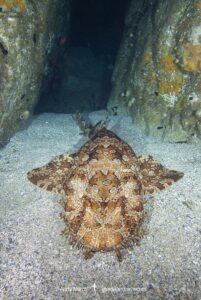 Banded Wobbegong Shark (Orectolobus halei). Originally thought to be the adult form of the Ornate Wobbegong (Orectolobus ornatus). Fish Rock, South West Rocks, New South Wales, Australia.