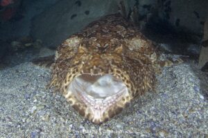 Banded Wobbegong Shark (Orectolobus halei). Originally thought to be the adult form of the Ornate Wobbegong (Orectolobus ornatus). Fish Rock, South West Rocks, New South Wales, Australia.