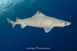 Blackfin Gulper Shark, Centrophorus isodon. Cape Eleuthera; Bahamas; Atlantic Ocean.