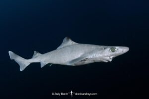 Blackfin Gulper Shark, Centrophorus isodon. Cape Eleuthera; Bahamas; Atlantic Ocean.