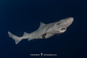 Blackfin Gulper Shark, Centrophorus isodon. Cape Eleuthera; Bahamas; Atlantic Ocean.