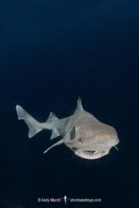 Blackfin Gulper Shark, Centrophorus isodon. Cape Eleuthera; Bahamas; Atlantic Ocean.