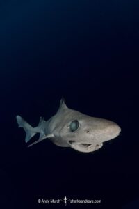 Blackfin Gulper Shark, Centrophorus isodon. Cape Eleuthera; Bahamas; Atlantic Ocean.