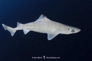 Blackfin Gulper Shark, Centrophorus isodon. Cape Eleuthera; Bahamas; Atlantic Ocean.