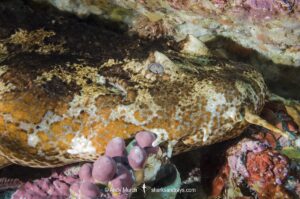 Cobbler Wobbegong, Sutorectus tentaculatus. Bremer Bay, Western Australia, Southern Ocean.