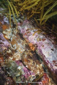 Cobbler Wobbegong, Sutorectus tentaculatus. Bremer Bay, Western Australia, Southern Ocean.