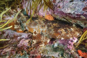 Cobbler Wobbegong, Sutorectus tentaculatus. Bremer Bay, Western Australia, Southern Ocean.