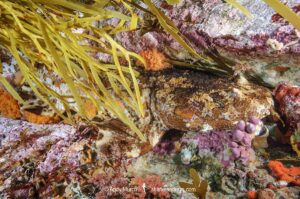 Cobbler Wobbegong, Sutorectus tentaculatus. Bremer Bay, Western Australia, Southern Ocean.