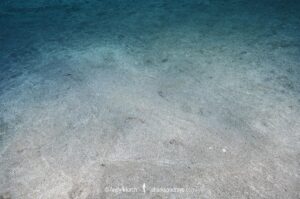 Common Angelshark (Squatina squatina) covered in sand. Aka angel shark or monkfish. El Cabron Marine Park, Arinaga, Gran Canaria, Canary Islands, eastern Atlantic Ocean.