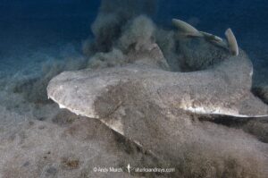 Common Angelshark (Squatina squatina) bolting from its concealment under the sand. Aka angel shark or monkfish. El Cabron Marine Park, Arinaga, Gran Canaria, Canary Islands, eastern Atlantic Ocean.