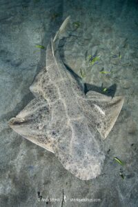 Common Angelshark, Squatina squatina. Aka angel shark or monkfish. El Cabron Marine Park, Arinaga, Gran Canaria, Canary Islands, eastern Atlantic Ocean.
