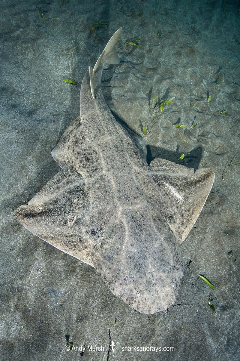 Common Angelshark Squatina Squatina Common Angelshark Squatina Squatina