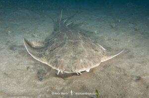 Common Angelshark, Squatina squatina. Aka angel shark or monkfish. El Cabron Marine Park, Arinaga, Gran Canaria, Canary Islands, eastern Atlantic Ocean.