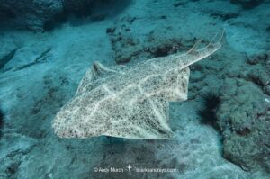 Common Angelshark, Squatina squatina. Aka angel shark or monkfish. El Cabron Marine Park, Arinaga, Gran Canaria, Canary Islands, eastern Atlantic Ocean.