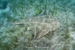 Common Angelshark, Squatina squatina. Aka angel shark or monkfish. El Cabron Marine Park, Arinaga, Gran Canaria, Canary Islands, eastern Atlantic Ocean.