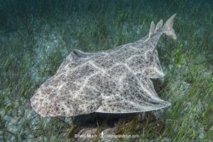 Common Angelshark, Squatina squatina. Aka angel shark or monkfish. El Cabron Marine Park, Arinaga, Gran Canaria, Canary Islands, eastern Atlantic Ocean.