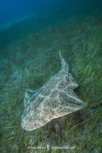 Common Angelshark, Squatina squatina. Aka angel shark or monkfish. El Cabron Marine Park, Arinaga, Gran Canaria, Canary Islands, eastern Atlantic Ocean.