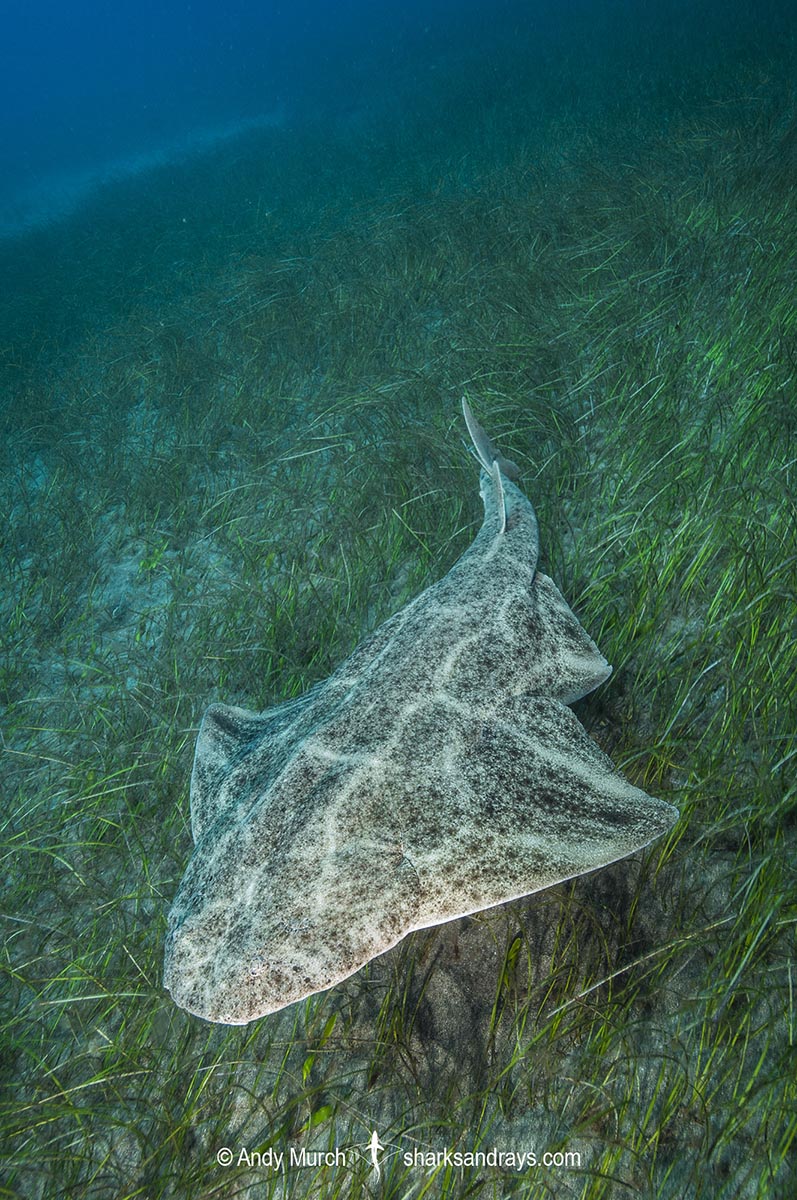 Common Angelshark Squatina Squatina Common Angelshark Squatina Squatina